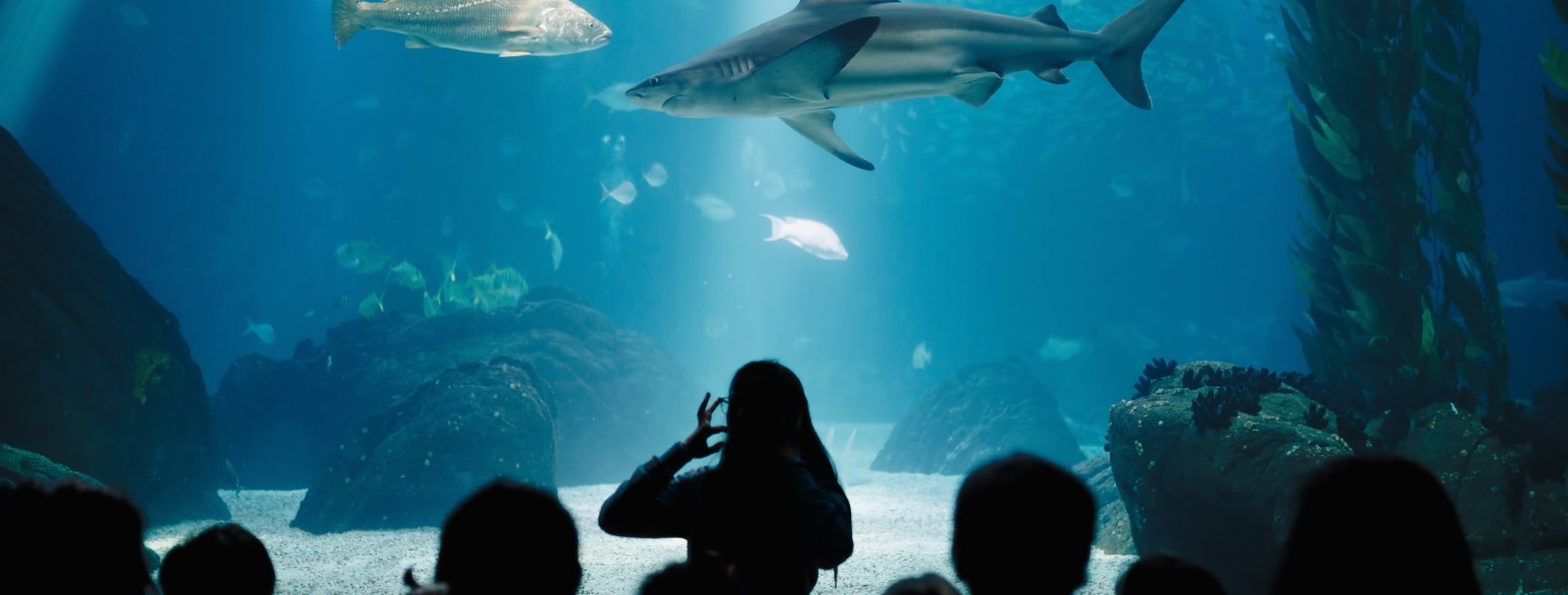 Tennessee Aquarium