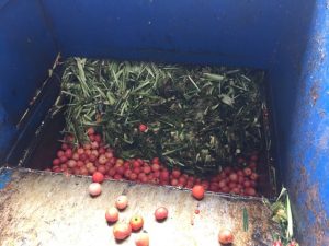 organic food waste being recycled